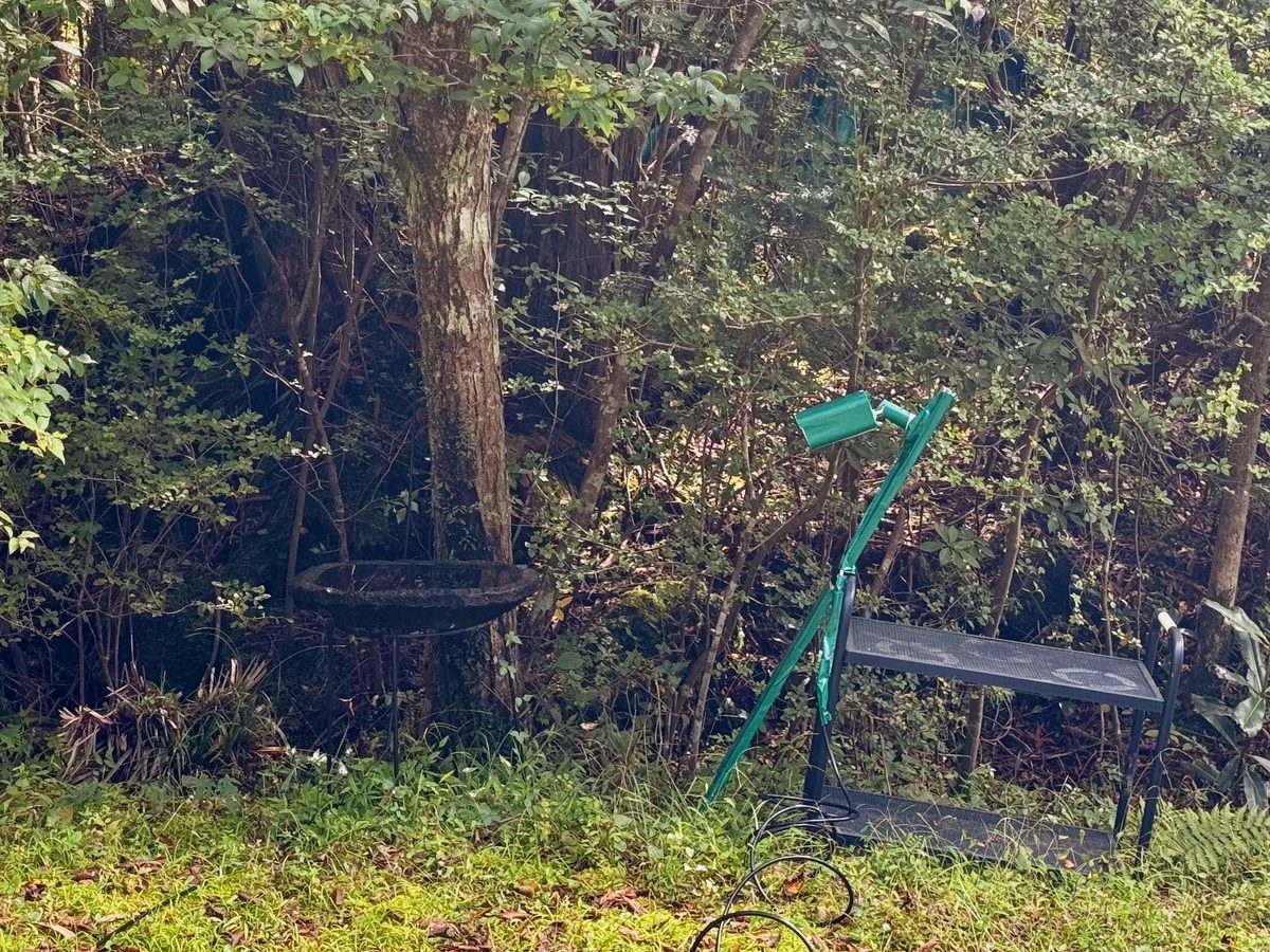 A forest garden. On the left, a dark stone basin on a black iron stand in front of a tree. On the right, a cedar board and camera wrapped in green tape lean against a black iron trolley, pointing at the basin. A black cable lies coiled on the moss in front.